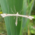 Plume Moth