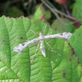 Plume Moth