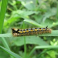 Drinker Moth Caterpillar