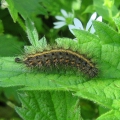 Ruby Tiger - caterpillar