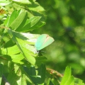 Green Hairstreak