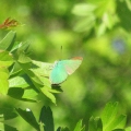 Green Hairstreak