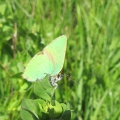 Green Hairstreak