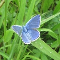 Common Blue