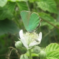 Green Hairstreak
