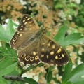 Speckled Wood