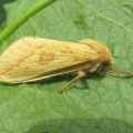 Ghost Moth
