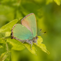 IMG_4788a-Green-Hairstreak