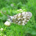 Orange-tip - female