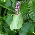 Brimstone