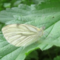 Green-veined White