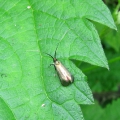 Longhorn Micro-moth