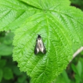 Longhorn Micro-moth