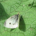 Small White
