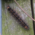 Dingy Footman