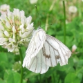 Green-veined White