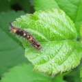 Vapourer Moth Caterpillar