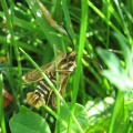Six-belted Clearwing