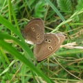 Ringlet