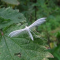 White Plume moth