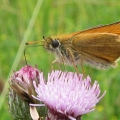 Essex Skipper