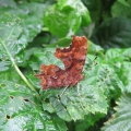 Comma