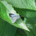 Holly Blue