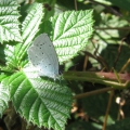 Holly Blue
