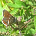 Brown Argus
