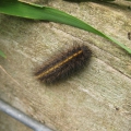 Ruby Tiger - caterpillar