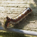 Grey Dagger Caterpillar