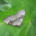 Silver Ground Carpet