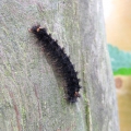 Dingy Footman