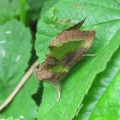 Burnished Brass