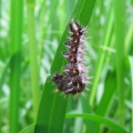 Comma