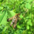 Six-belted Clearwing