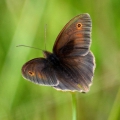 Meadow Brown