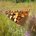 Painted Lady