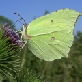 Brimstone