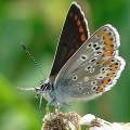 Brown Argus
