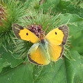 Clouded Yellow