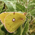 Clouded Yellow
