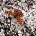Comma