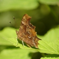 Comma