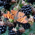 Comma
