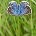 Common Blue - female