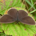 Ringlet