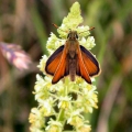 Small Skipper