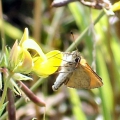 Essex Skipper sipping nectar
