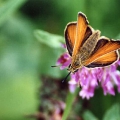 Essex Skipper